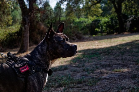 Adopter Xena