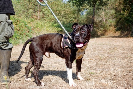 Adopter PALERM