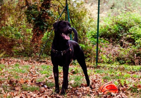 Adopter Bagherra
