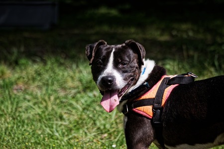 Adopter LUCKY