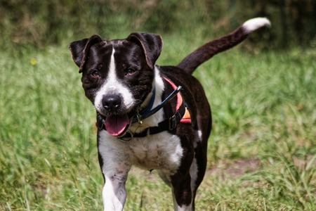 Adopter LUCKY