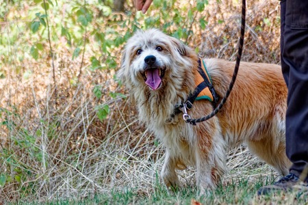 Adopter Filou