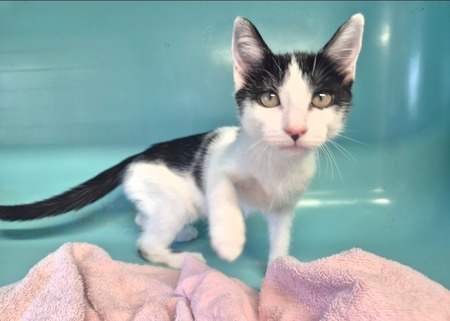 Adopter Jessie