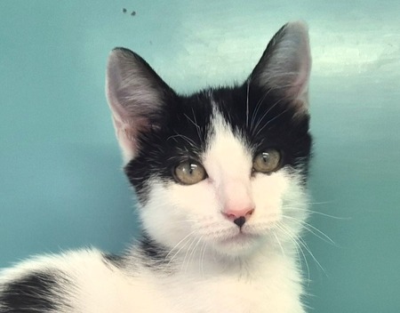 Adopter Jessie