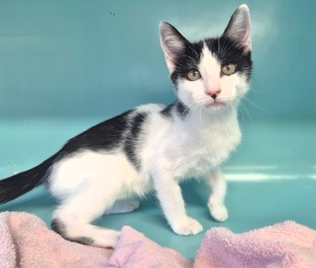 Adopter Jessie