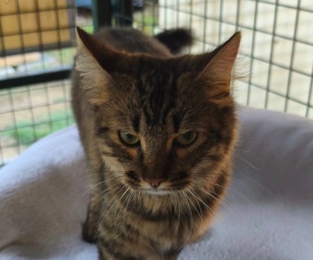Adopter Prune
