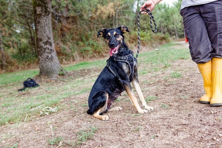 Adopter Ella