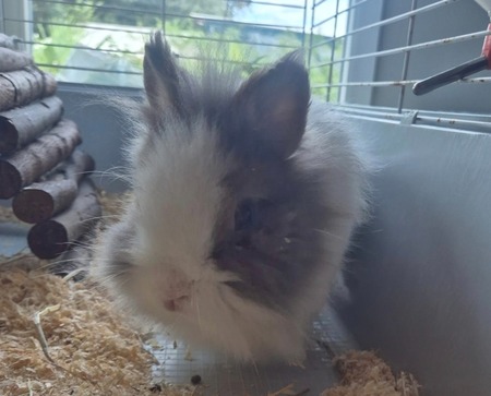 Adopter Nuts