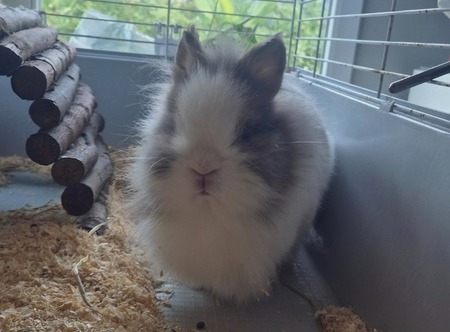 Adopter Nuts