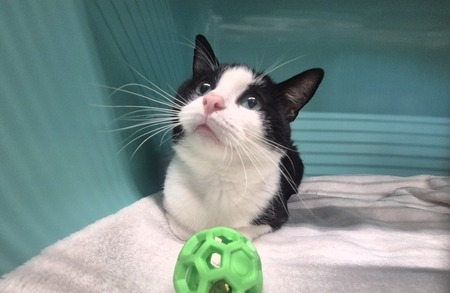Adopter MERLIN