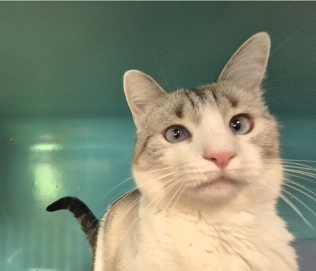 Adopter chipie
