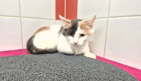 Adopter GEMMA