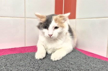 Adopter GEMMA