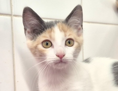 Adopter BIANCA