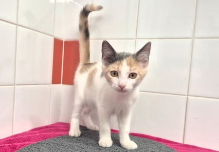 Adopter BIANCA