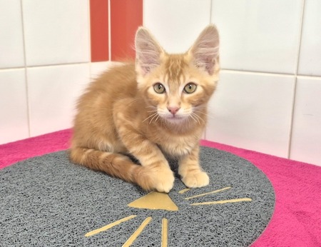Adopter JAX