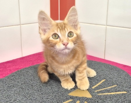 Adopter JAX