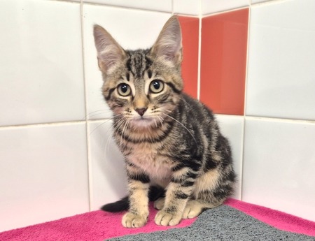 Adopter EUGENE