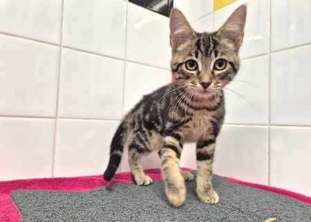 Adopter EUGENE