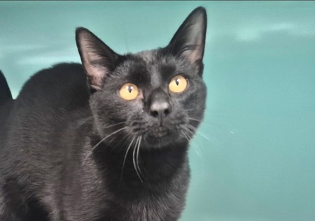 Adopter Ebène