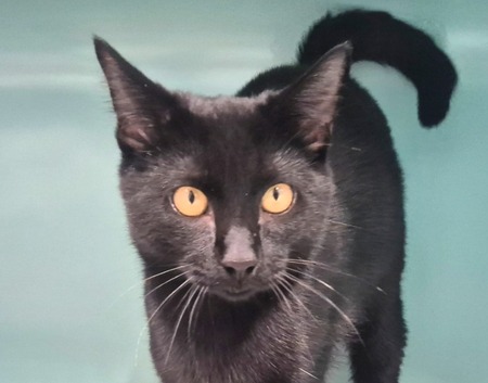 Adopter Ebène