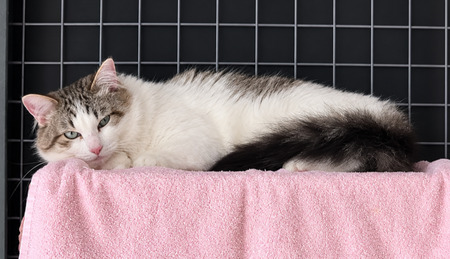 Adopter Coco