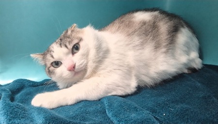 Adopter Coco