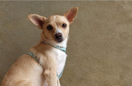 Adopter Chloé