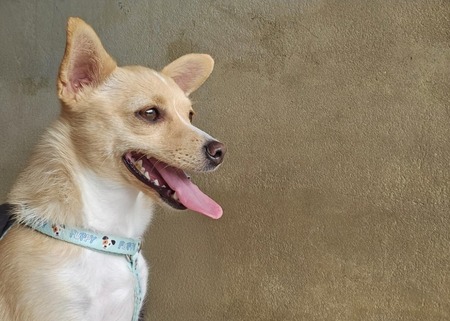 Adopter Chloé