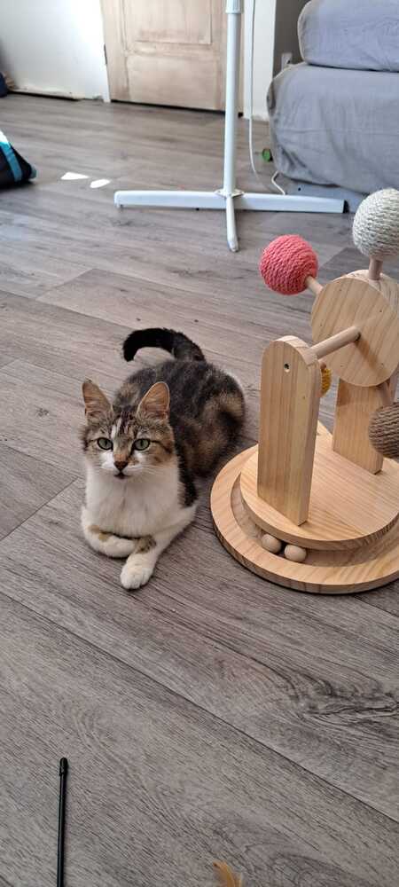 WILLOW