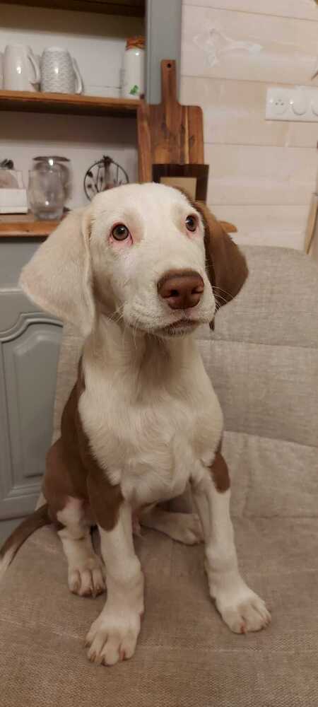 Asko