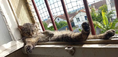 Barou