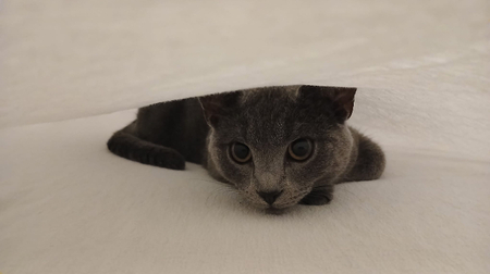 Mochi
