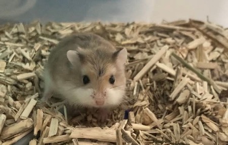 Taro