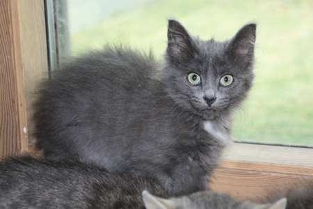 Bella