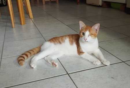 Ginger