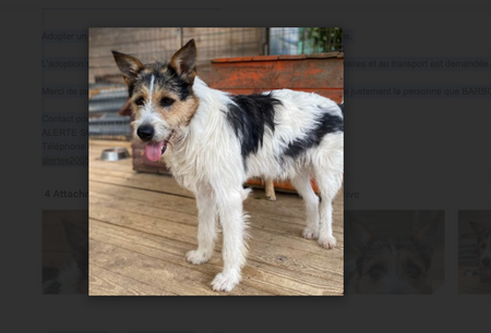 Barbos, à adopter!