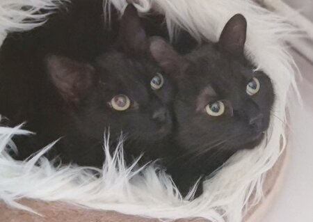 Ebene & moonie