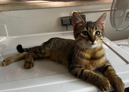 BABOU