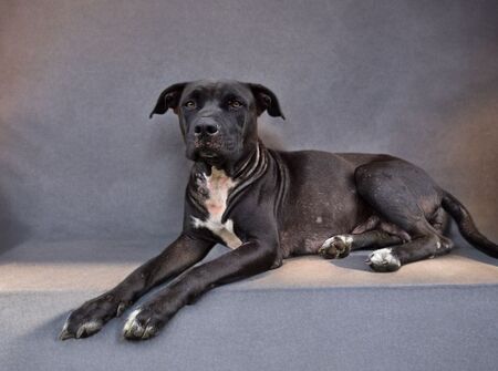 Saphira