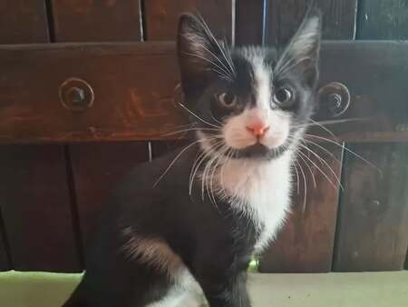 Buddy
