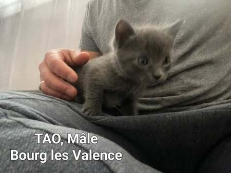 Tao