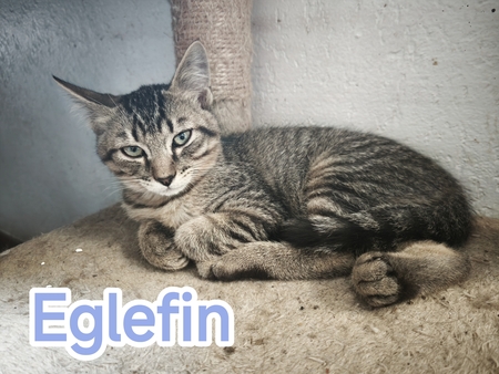 Eglefin