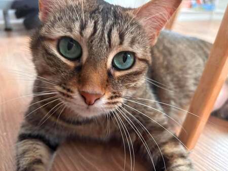 Gisele