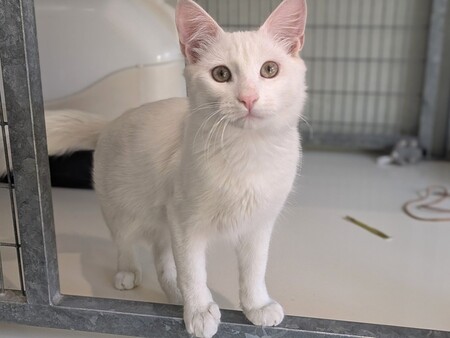BIANCO