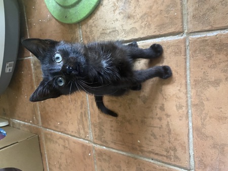 Tarzan