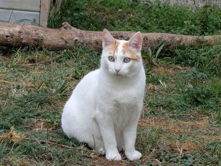 Biobie