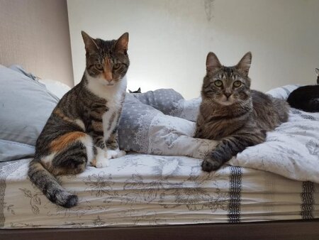 Asven & lyra
