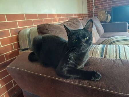 Bagheera