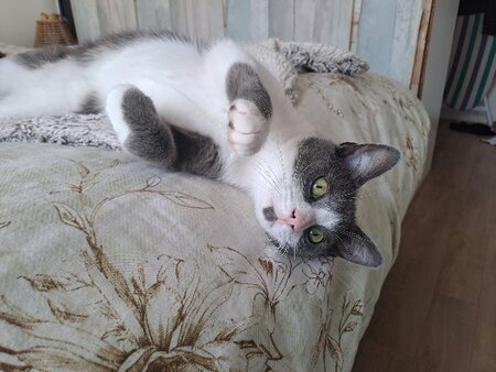 Berlioz